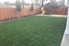 Tall-fescue-sod